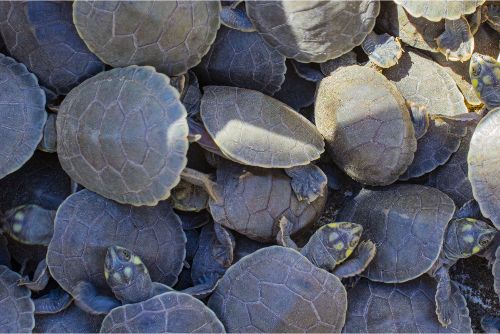 Ayahuasca entre dos mundos